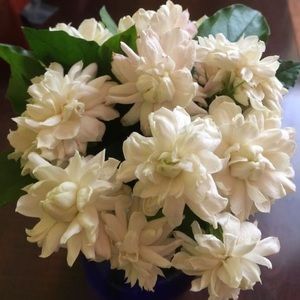 Meet your Posher, Houy